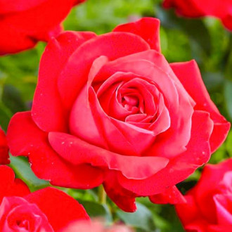 Роза чаен хибрид Dame de Coeur изображение 4