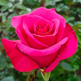Роза чаен хибрид Dark Pink изображение 1
