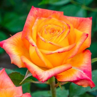 Роза чаен хибрид Girandola изображение 1