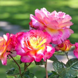 Роза чаен хибрид Gorgeous изображение 4