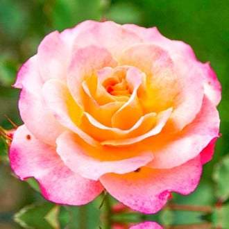 Роза чаен хибрид Lemon Pink изображение 4