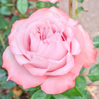 Роза чаен хибрид Lilu Wonder изображение 4