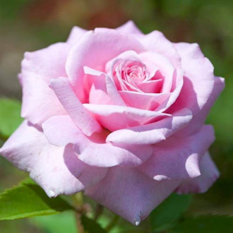 Роза чаен хибрид Martina изображение 1