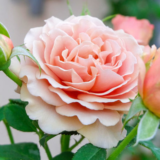 Роза чаен хибрид Mokarosa® изображение 6