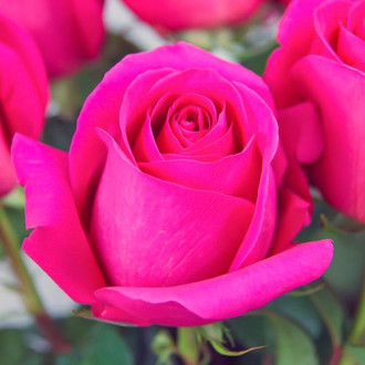 Роза чаен хибрид Pink изображение 4