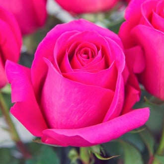 Роза чаен хибрид Pink изображение 5