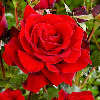 Роза чаен хибрид Red изображение 4