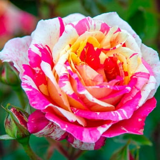 Роза чаен хибрид Rosita Missoni изображение 4