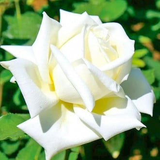 Роза чаен хибрид Vanilla изображение 1