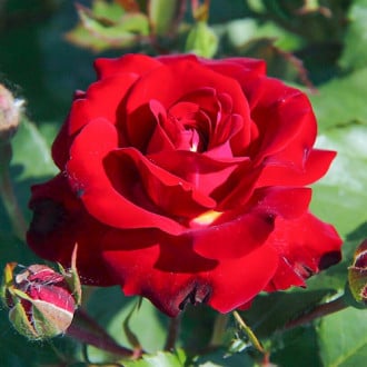 Роза чаен хибрид Velvet Alibi® изображение 1