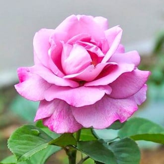 Роза чаен хибрид Violet изображение 5