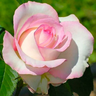 Роза чаен хибрид White Pin изображение 6