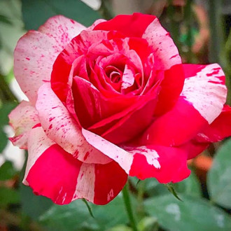 Роза чаен хибрид White Red изображение 1