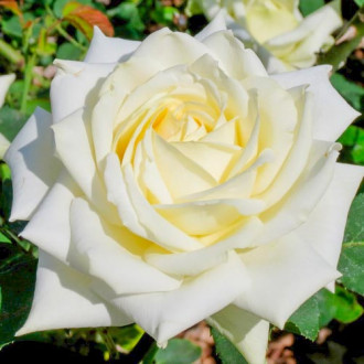 Роза чаен хибрид White изображение 1
