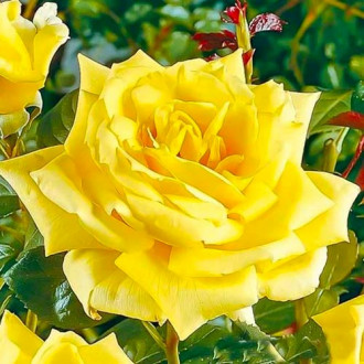 Роза чаен хибрид Yellow изображение 6