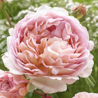 Роза флорибунда Abraham Darby изображение 5