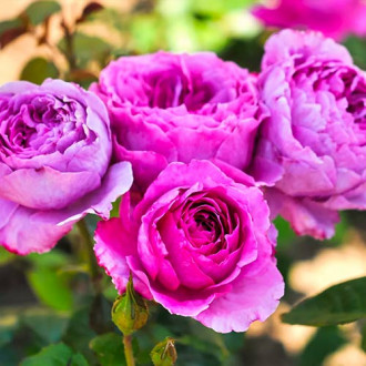Роза флорибунда Adore Aroma изображение 2