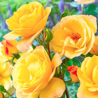 Роза флорибунда Arthur Bell изображение 1