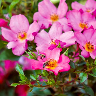Роза флорибунда Barbi Mella изображение 1