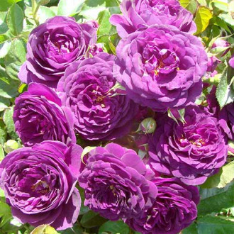 Роза флорибунда Blue Violet изображение 2