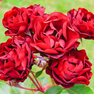 Роза флорибунда Bordo изображение 4