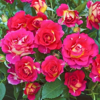 Роза флорибунда Brera® изображение 6