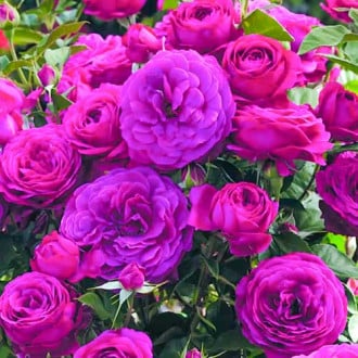 Роза флорибунда Dark Pink изображение 2