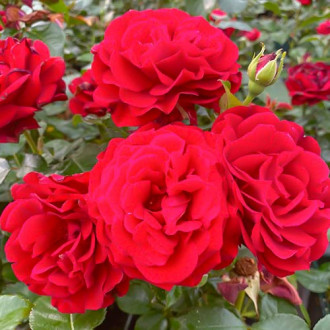 Роза флорибунда Draga Frayla изображение 1