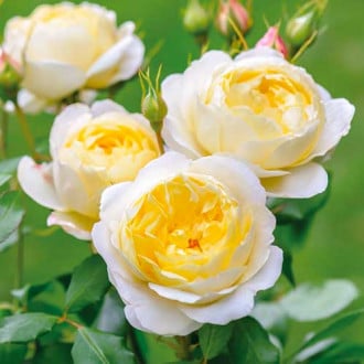 Роза флорибунда Floral Fashion изображение 6