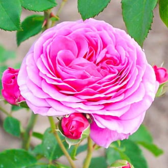 Роза флорибунда Frayla Miarija изображение 1