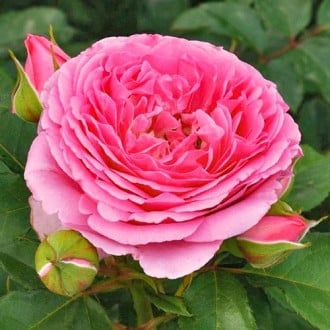 Роза флорибунда Frayla Mileva изображение 3