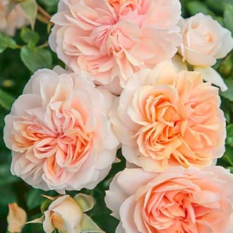 Роза флорибунда Garden of Roses изображение 2