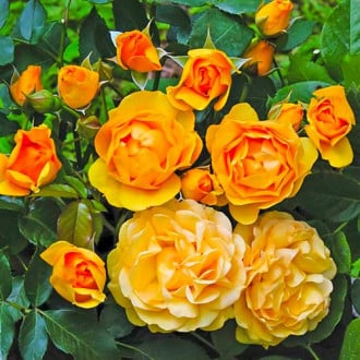 Роза флорибунда Julia Child® изображение 2