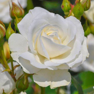 Роза флорибунда Kristall Perle изображение 3