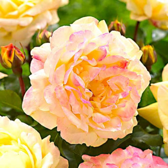 Роза флорибунда Lampion изображение 3