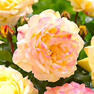 Роза флорибунда Lampion изображение 4