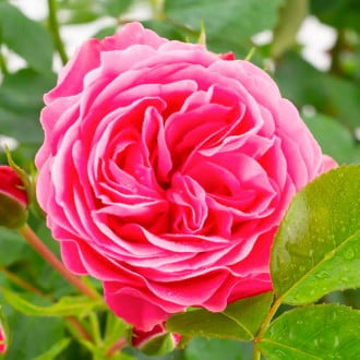 Роза флорибунда Leonardo da Vinci изображение 5