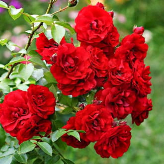 Роза флорибунда Little Buckaroo изображение 4