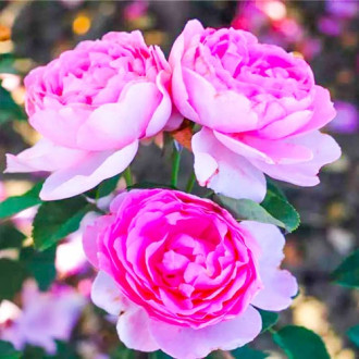 Роза флорибунда Magic Aroma изображение 3