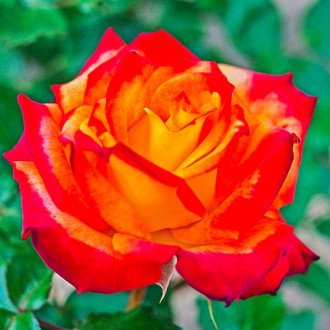 Роза флорибунда Mein Munchen изображение 3