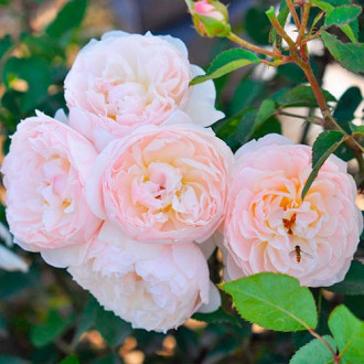 Роза флорибунда Natural Aroma изображение 4