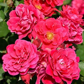 Роза флорибунда Nera Reka изображение 1