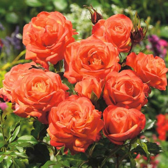 Роза флорибунда Orange изображение 4