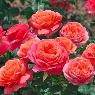 Роза флорибунда Peach Vaza изображение 5
