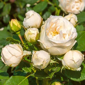 Роза флорибунда Pearl Vaza изображение 1