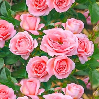 Роза флорибунда Perfume Fashion изображение 5