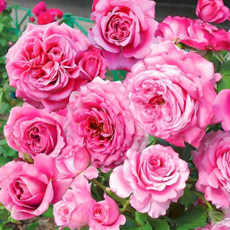 Роза флорибунда Picotee Vaza изображение 4