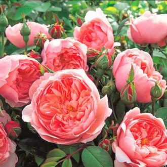 Роза флорибунда Pink Meilove изображение 2