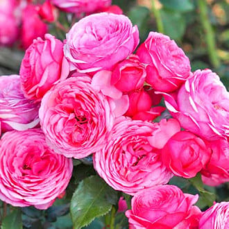 Роза флорибунда Pink Vaza изображение 5