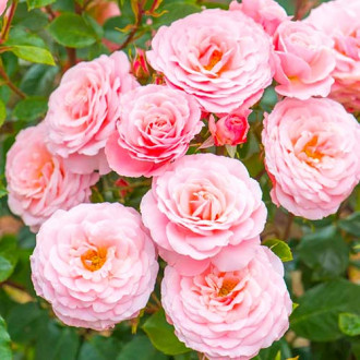 Роза флорибунда Pink изображение 6